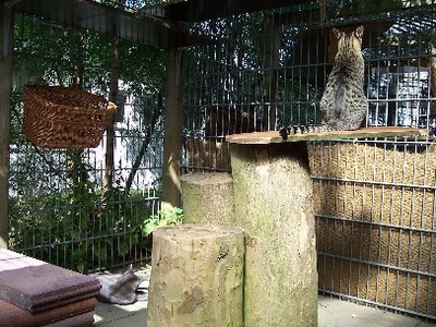 Katzenfreilauf