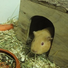 Viele Meerschweinchen