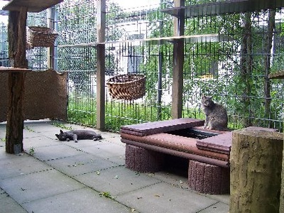Katzenfreilauf