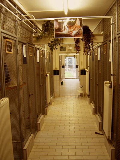 Katzenhaus